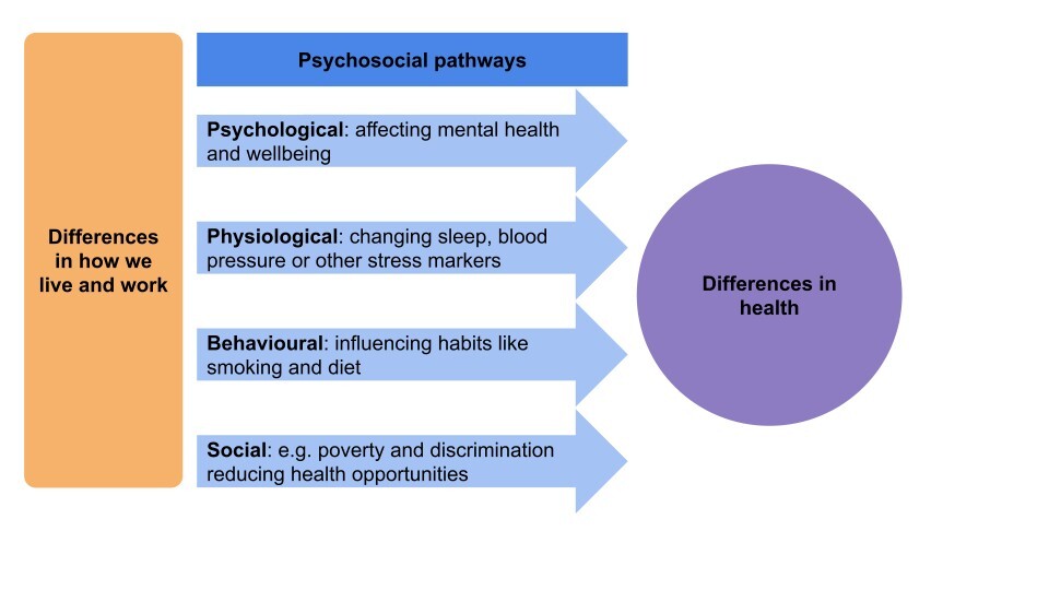 illustration of the different ways psychosoical pathways can influence health